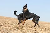 BEAUCERON 098